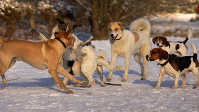 Hundebetreuung Friedrichshain 1